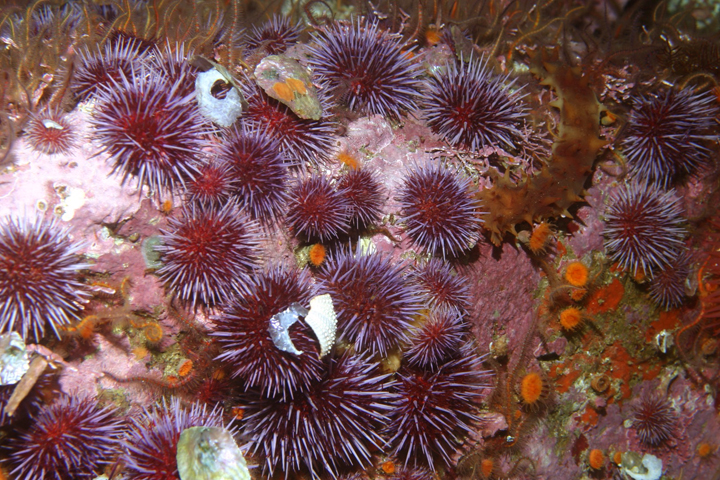 sea stars, sea cucumber and purple sea urchins